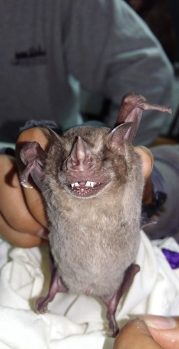 photo of Fraternal Fruit-eating Bat (Artibeus fraterculus)