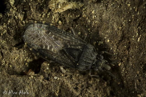 Aradus lugubris