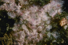 Corynactis annulata image