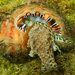 Giant Hairy Triton Snail - Photo (c) Ian Shaw, all rights reserved, uploaded by Ian Shaw