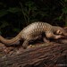 Sunda Pangolin - Photo (c) Chien Lee, all rights reserved, uploaded by Chien Lee