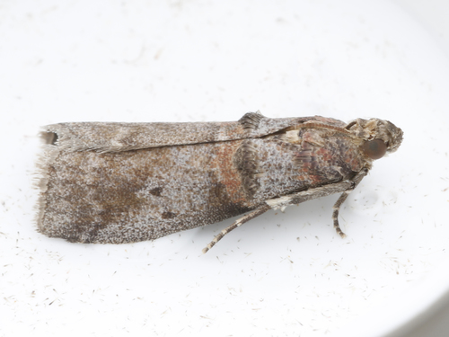 Alder Tubemaker Moth