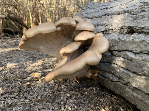iNaturalist observation photo of Oyster Mushrooms