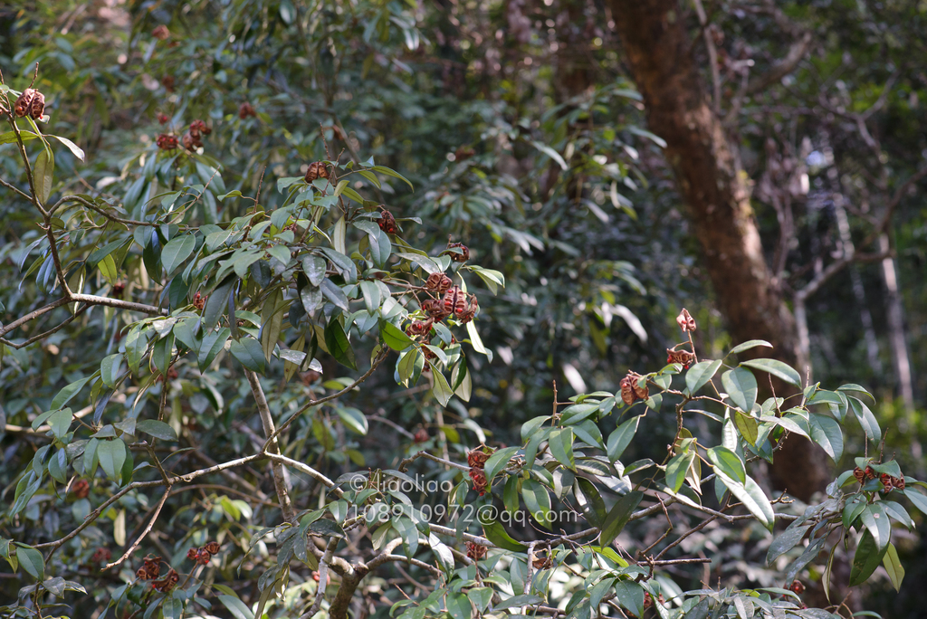 Ormosia xylocarpa (Ormosia xylocarpa)