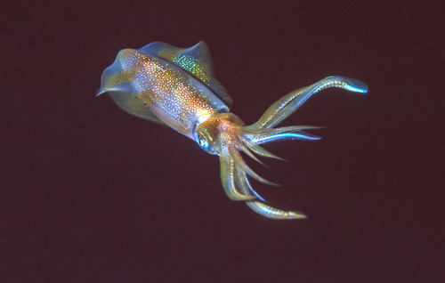 Bigfin Reef Squid — seen at this dive site