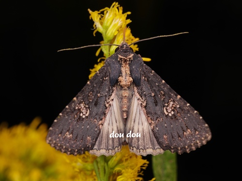 Condica dolorosa (Walker, 1865)