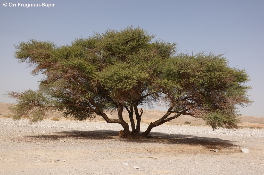 Acacia pachyceras · iNaturalist