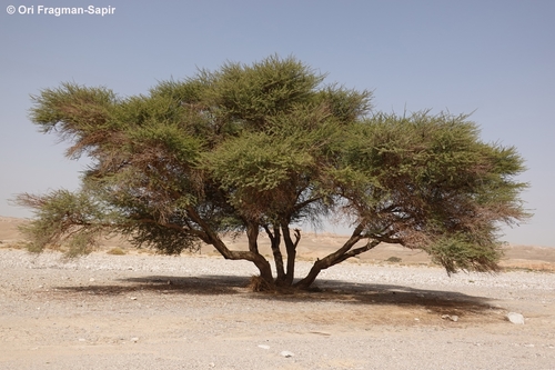 Acacia pachyceras
