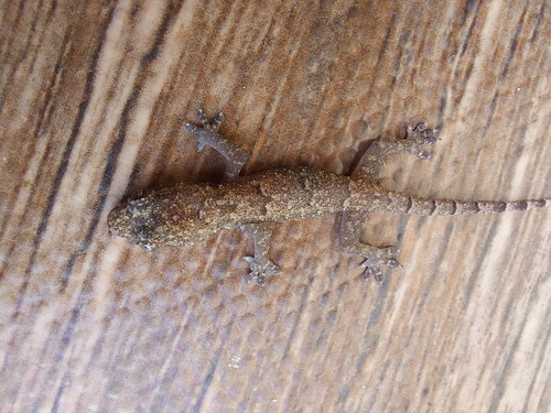 Tropical House Gecko