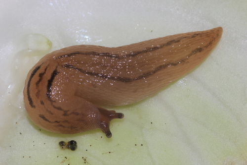 Tree Slug (Limax marginatus) · iNaturalist