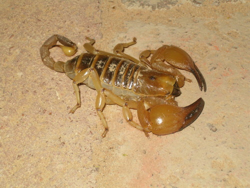 Kalahari Burrowing Scorpion