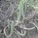 Corryocactus apiciflorus - Photo (c) Cesar Rueda Urbano, all rights reserved, uploaded by Cesar Rueda Urbano