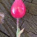 Harsh Downy-Rose - Photo (c) Simon Bolz, all rights reserved