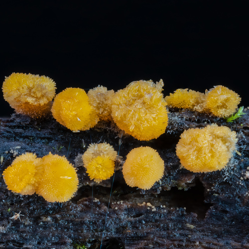 Bactridium flavum · iNaturalist