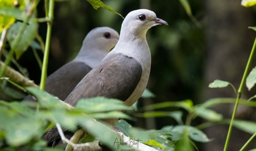 Malabar Imperial Pigeon
