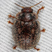 Australian Tortoise Beetle - Photo (c) Gary McDonald, all rights reserved, uploaded by Gary McDonald