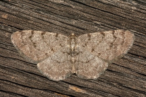Grey Birch Moth