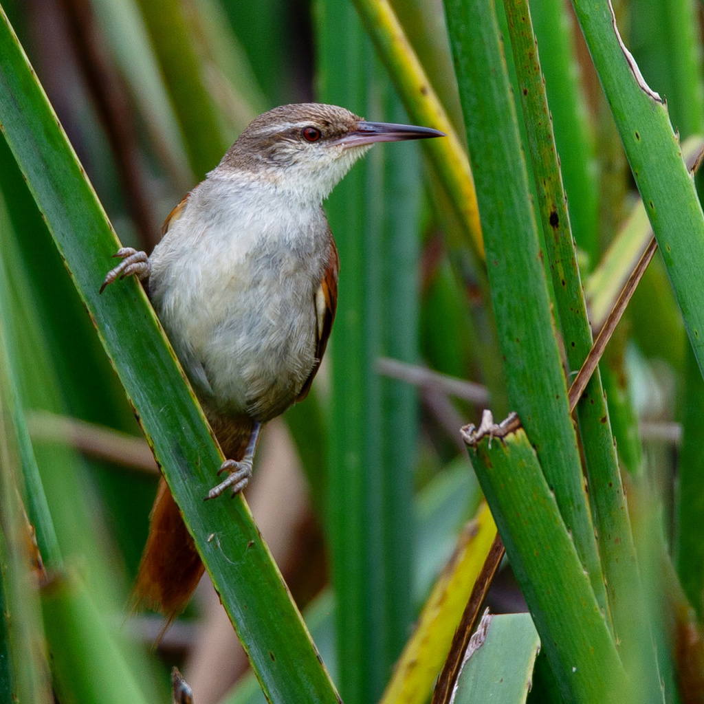 Pajonalera pico recto (Limnoctites rectirostris) · NaturalistaUY