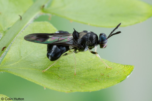 Genus Platyna · iNaturalist