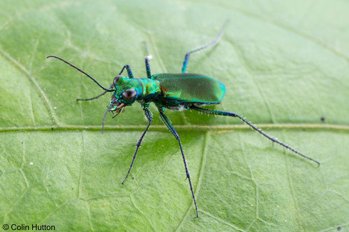 Cylindera colmanti