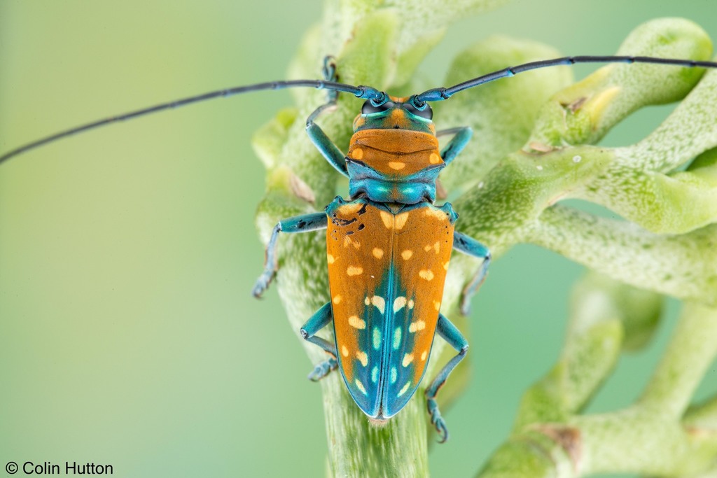 Genus Sternotomis · iNaturalist