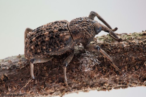 Sipalinus aloysiisabaudiae