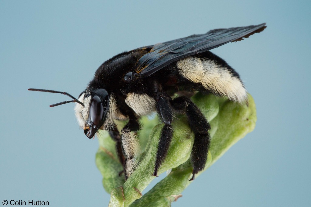 White-sided Large Carpenter Bee (Xylocopa nigrita) · iNaturalist