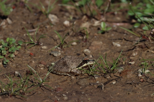 iNaturalist observation photo of Pacific chorus frog