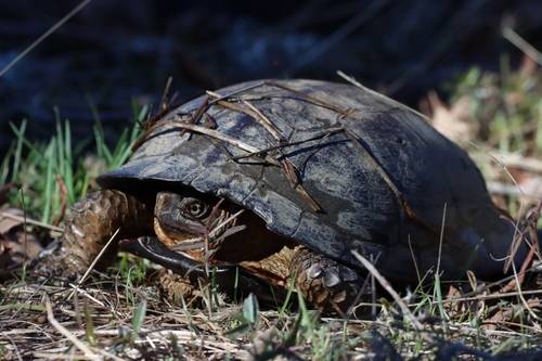 iNaturalist observation photo of Northwestern Pond Turtle
