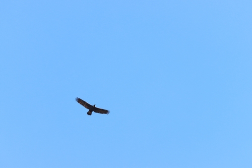 iNaturalist observation photo of Golden Eagle