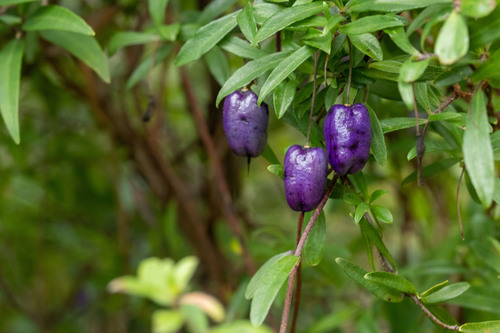 Billardiera