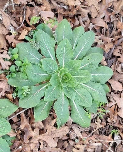 velvetweed