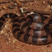 Northern Shovel-nosed Snake - Photo (c) Tyler Monachino, all rights reserved, uploaded by Tyler Monachino