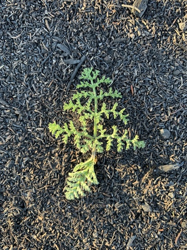 iNaturalist observation photo of Warrior's Plume