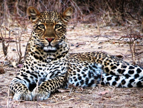 African Leopard