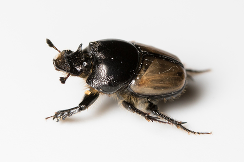 Onthophagus lucidus