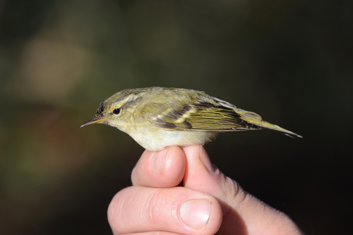 Yellow-browed Warbler