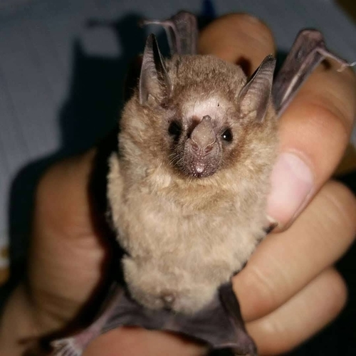 photo of Pallas's Long-tongued Bat (Glossophaga soricina)