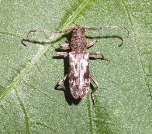 Derolus blaisei · iNaturalist