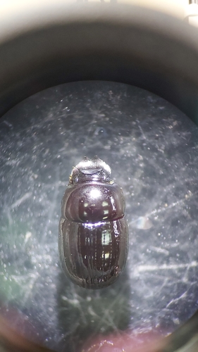 Scatimus pacificus
