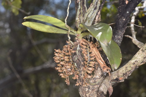 Microterangis divitiflora