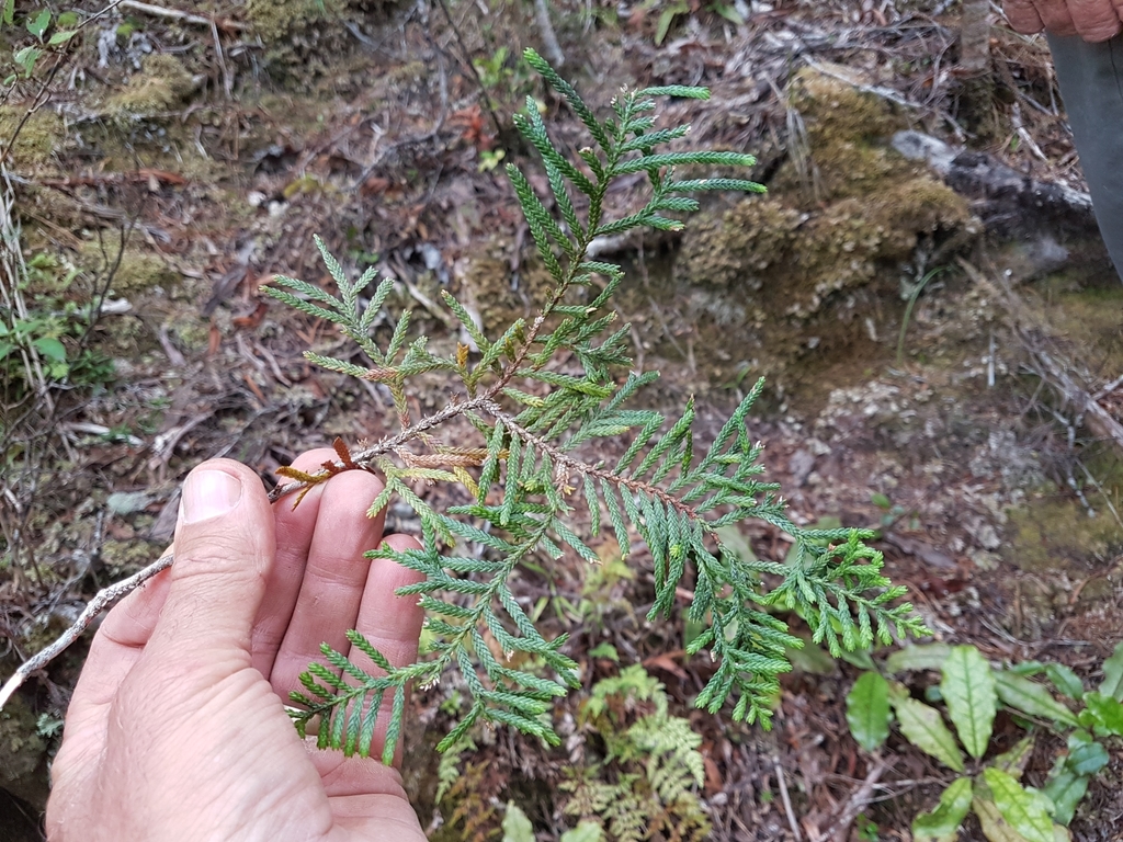 Kawaka from 7073, New Zealand on February 05, 2021 at 0455 PM by