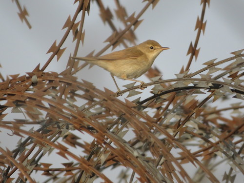 Blyth's Reed Warbler