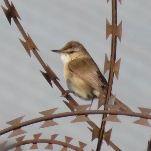 Paddyfield Warbler