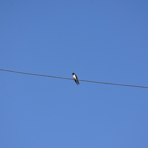 Barn Swallow