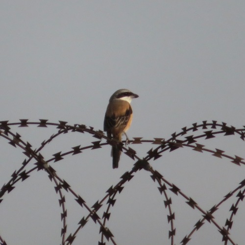 Long-tailed Shrike