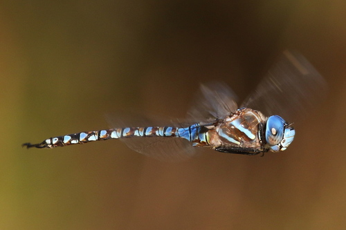 Blue-eyed Darner