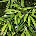 Podocarpus elatus - Photo (c) scplants, todos los derechos reservados