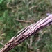 Erianthus brevibarbis - Photo (c) Suzanne Simpson, todos los derechos reservados, subido por Suzanne Simpson
