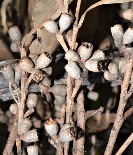 Eucalyptus botryoides